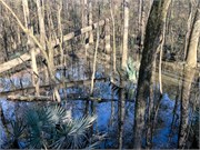 005-CongareeNatlPrk