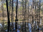 007-CongareeNatlPrk