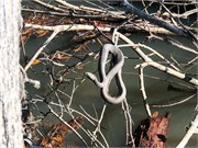 010-CongareeNatlPrk