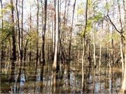 013-CongareeNatlPrk