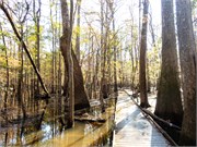 014-CongareeNatlPrk