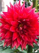 009-PhippsConservatory
