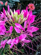 011-PhippsConservatory