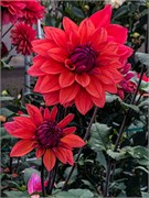 012-PhippsConservatory