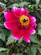 013-PhippsConservatory