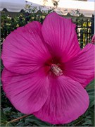014-PhippsConservatory