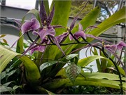 022-PhippsConservatory