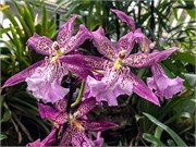023-PhippsConservatory