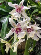 024-PhippsConservatory