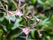025-PhippsConservatory