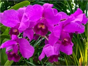 026-PhippsConservatory