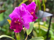 027-PhippsConservatory