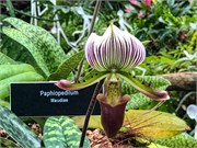 028-PhippsConservatory