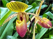 029-PhippsConservatory