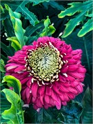 042-PhippsConservatory