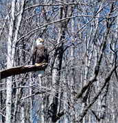 003-Tuck_Eagle