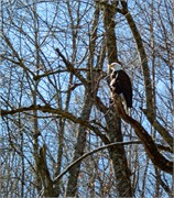 005-Tuck_Eagle