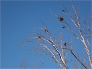 007-Tuck_Eagle