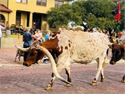 038-Ft-Worth-Stockyards