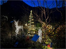 003-20211216_Flowering_Bridge__n_Lights