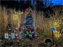 008-20211216_Flowering_Bridge__n_Lights