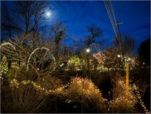 015-20211216_Flowering_Bridge__n_Lights