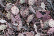 021-BigBendNtlPrk
