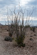 026-BigBendNtlPrk