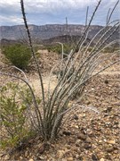 027-BigBendNtlPrk