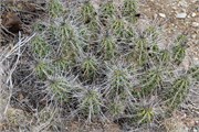 028-BigBendNtlPrk