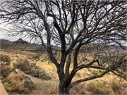 052-BigBendNtlPrk