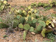 058-BigBendNtlPrk