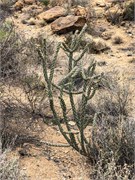 062-BigBendNtlPrk
