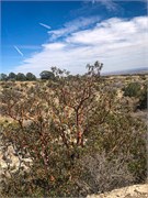 025-GuadalupeMtnNatlPrk
