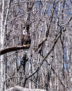 002-Tuck_Eagle