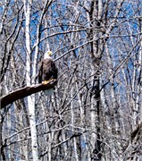 004-Tuck_Eagle