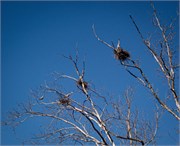 006-Tuck_Eagle
