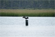 008-Assateague_Cruise