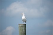 014-Assateague_Cruise