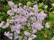 008-09182021_GrandfatherMtn