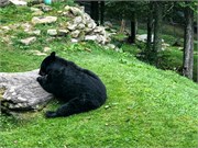 019-09182021_GrandfatherMtn