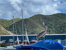 10-Tortola2022