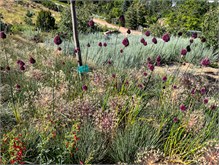 014__Red-Bluff