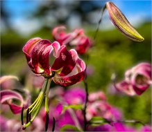 017_Taliesin_Wisconsin