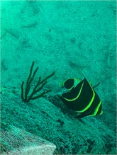 47-DryTortugas