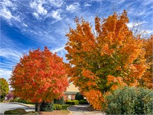 Fall_Color_Trees-1