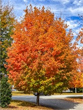 Fall_Color_Trees-2