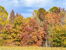 Fall_Color_Trees-3