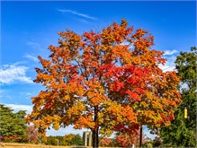 Fall_Color_Trees-4