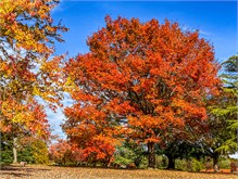 Fall_Color_Trees-5